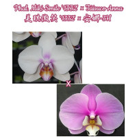 Орхидея Phal. Miki Smile 1332 × Taisuco Anna - купить, доставка